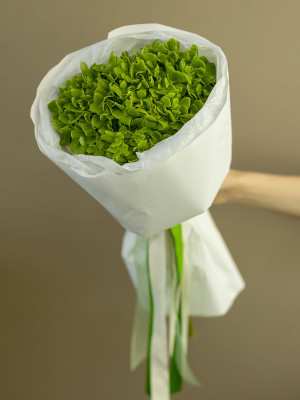 Гортензия зеленая (1 шт.)