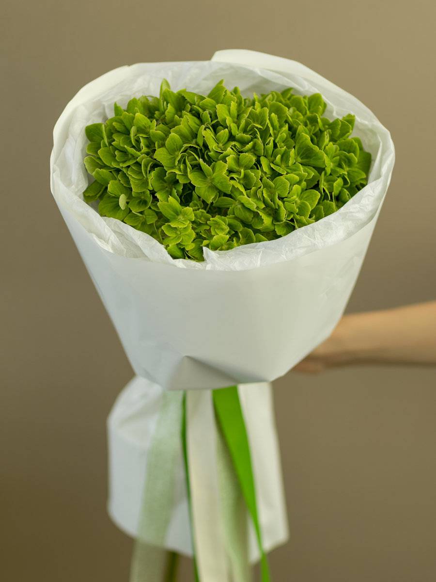 Гортензия зеленая (1 шт.)