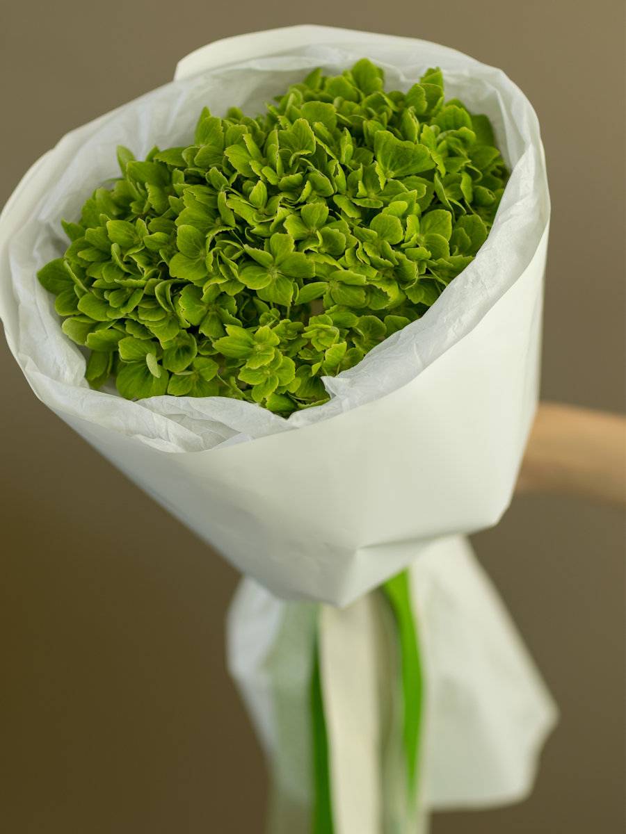 Гортензия зеленая (1 шт.)