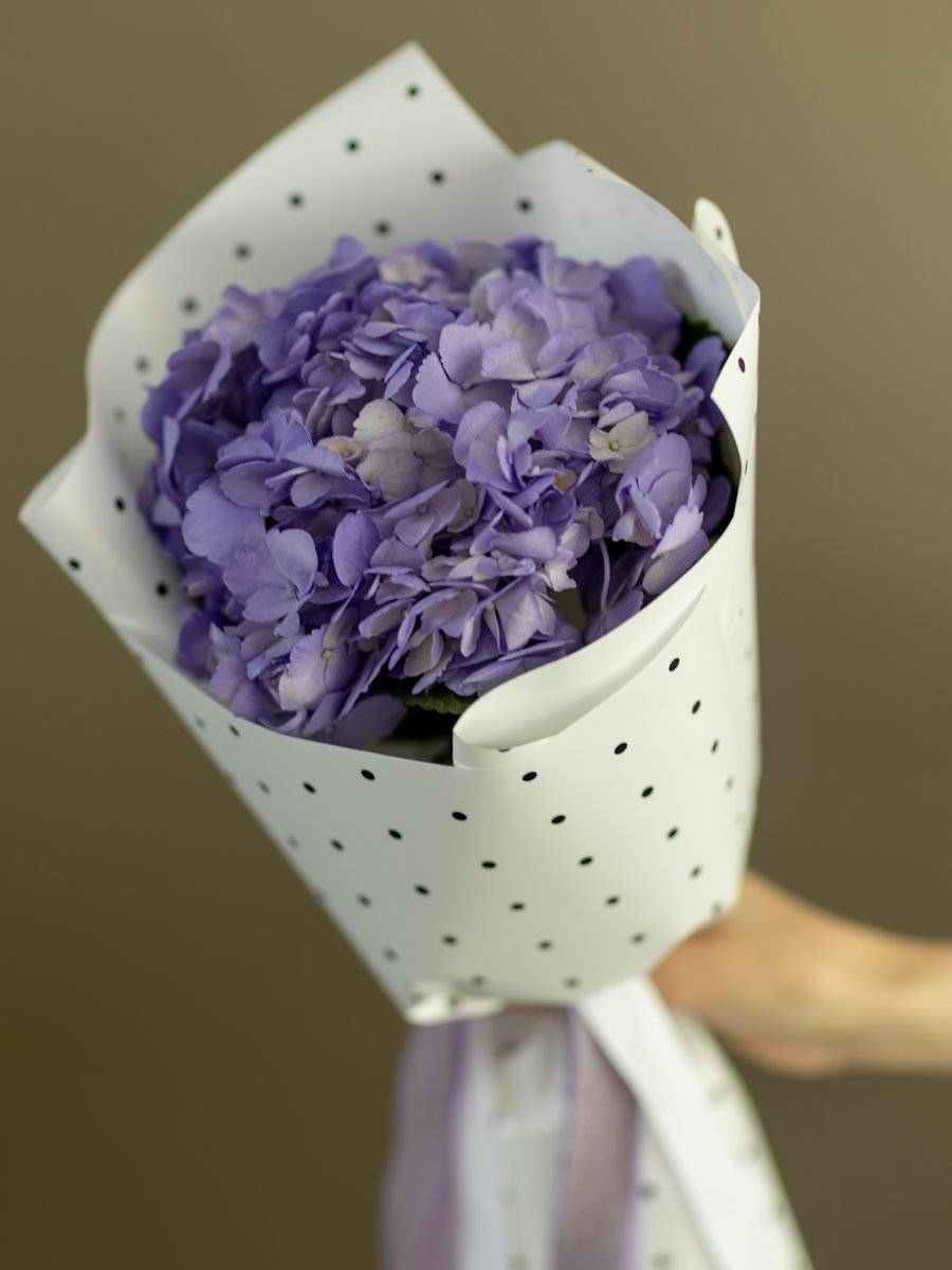 Гортензия фиолетовая (1 шт.)