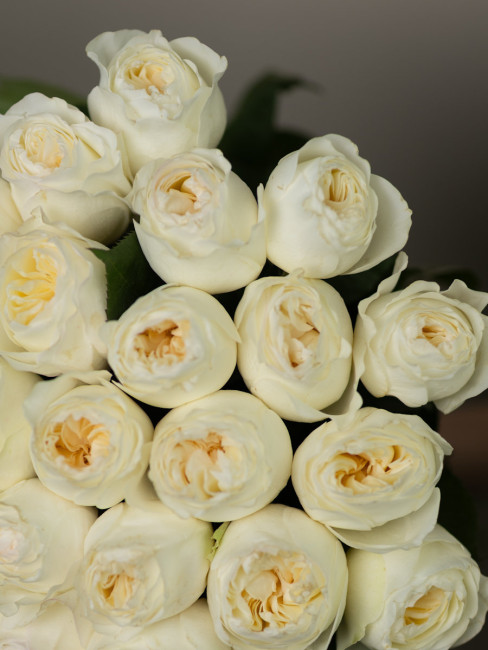 25 роз Аврора