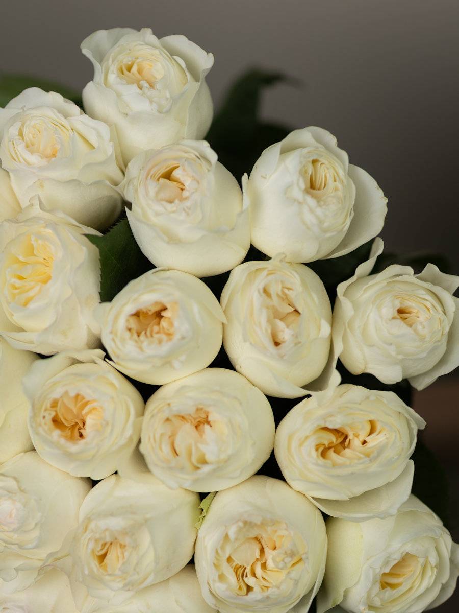 25 роз Аврора